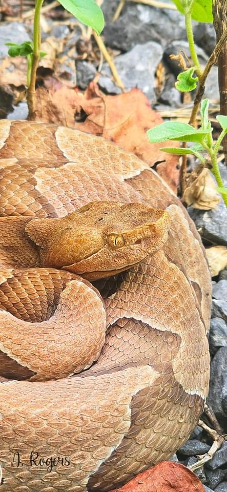 Snake in a residential yard awaiting emergency removal